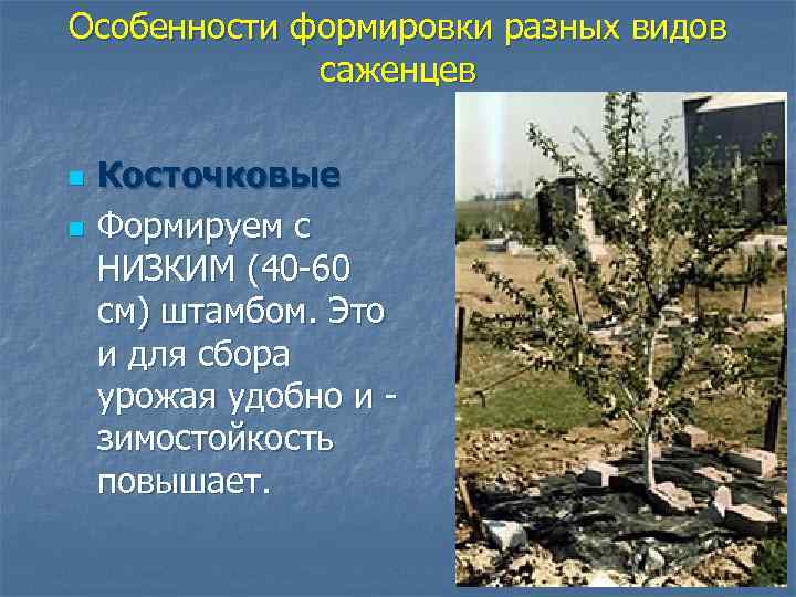 Особенности формировки разных видов саженцев n n Косточковые Формируем с НИЗКИМ (40 -60 см)