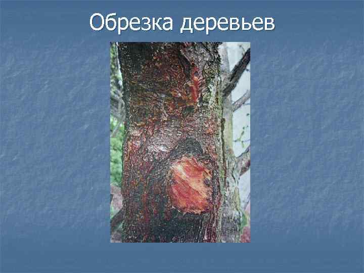 Обрезка деревьев 
