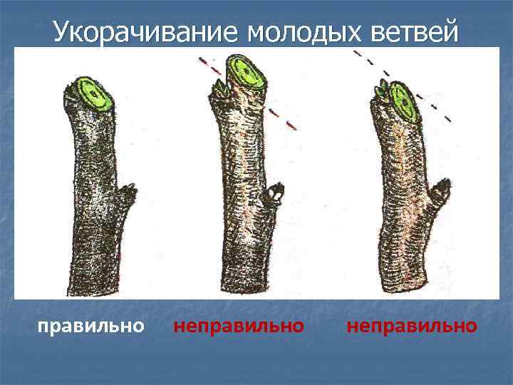 Укорачивание молодых ветвей правильно неправильно 