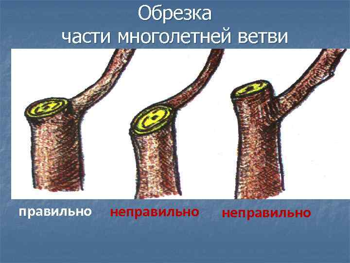 Обрезка части многолетней ветви правильно неправильно 