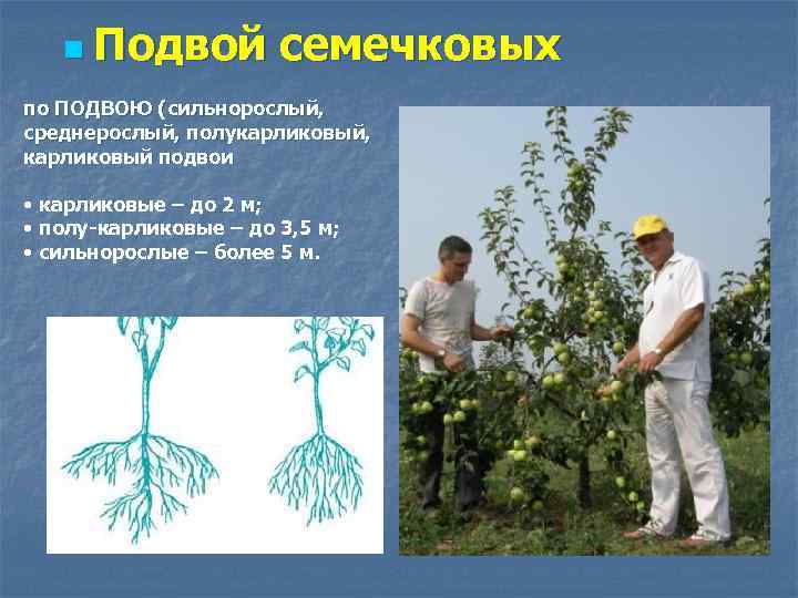 n Подвой семечковых по ПОДВОЮ (сильнорослый, среднерослый, полукарликовый, карликовый подвои • карликовые – до