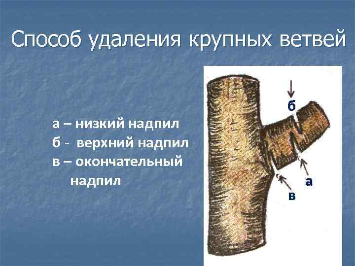 Способ удаления крупных ветвей а – низкий надпил б - верхний надпил в –