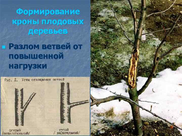 Формирование кроны плодовых деревьев n Разлом ветвей от повышенной нагрузки 