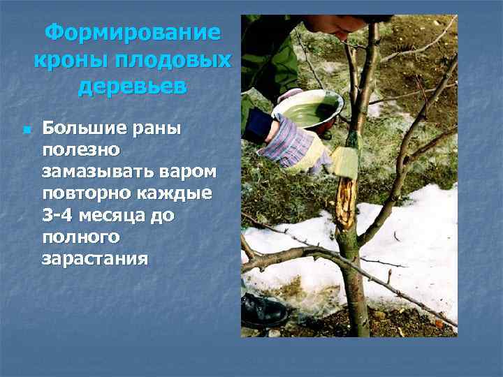Формирование кроны плодовых деревьев n Большие раны полезно замазывать варом повторно каждые 3 -4