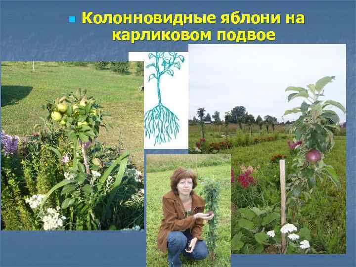 n Колонновидные яблони на карликовом подвое 