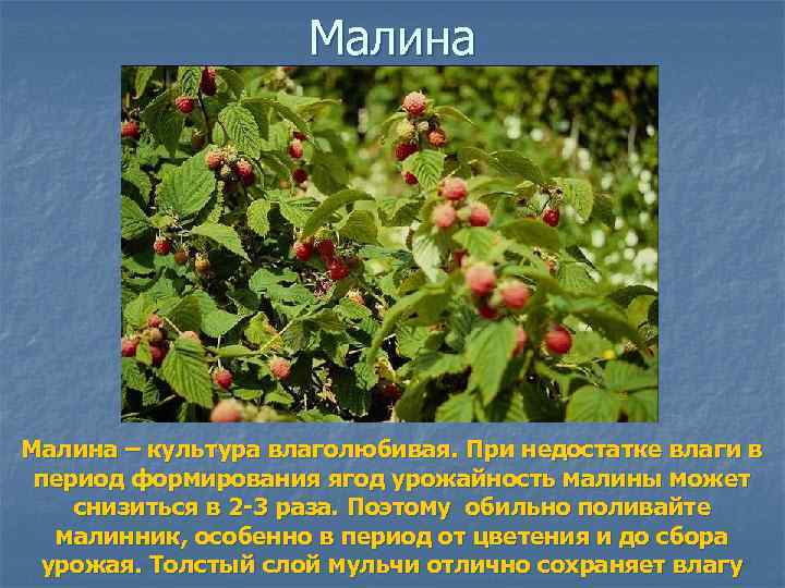 Малина – культура влаголюбивая. При недостатке влаги в период формирования ягод урожайность малины может
