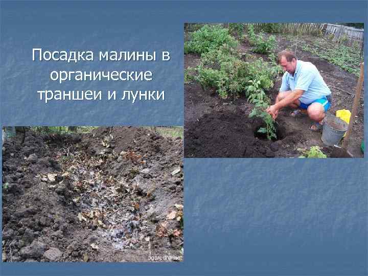 Посадка малины в органические траншеи и лунки 