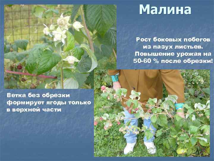 Малина Рост боковых побегов из пазух листьев. Повышение урожая на 50 -60 % после