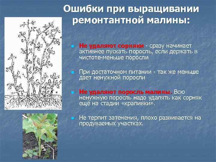 Ошибки при выращивании ремонтантной малины: n n Не удаляют сорняки - сразу начинает активнее