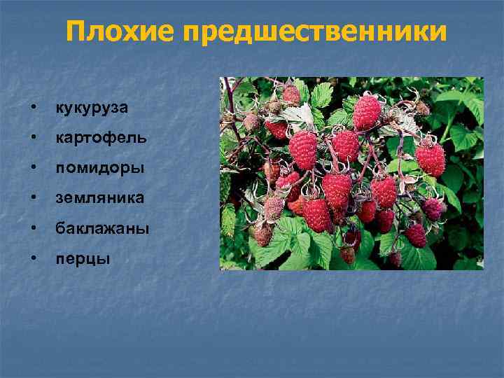 Плохие предшественники • кукуруза • картофель • помидоры • земляника • баклажаны • перцы