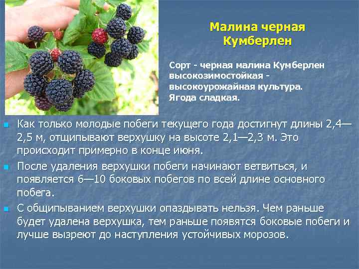 Малина черная Кумберлен Сорт - черная малина Кумберлен высокозимостойкая - высокоурожайная культура. Ягода сладкая.