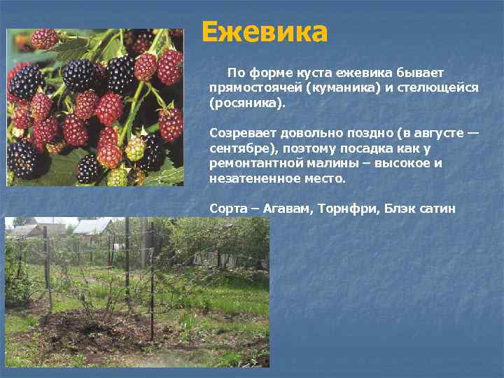 Ежевика По форме куста ежевика бывает прямостоячей (куманика) и стелющейся (росяника). Созревает довольно поздно