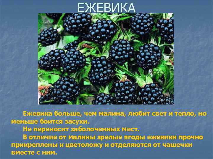 ЕЖЕВИКА Ежевика больше, чем малина, любит свет и тепло, но меньше боится засухи. Не