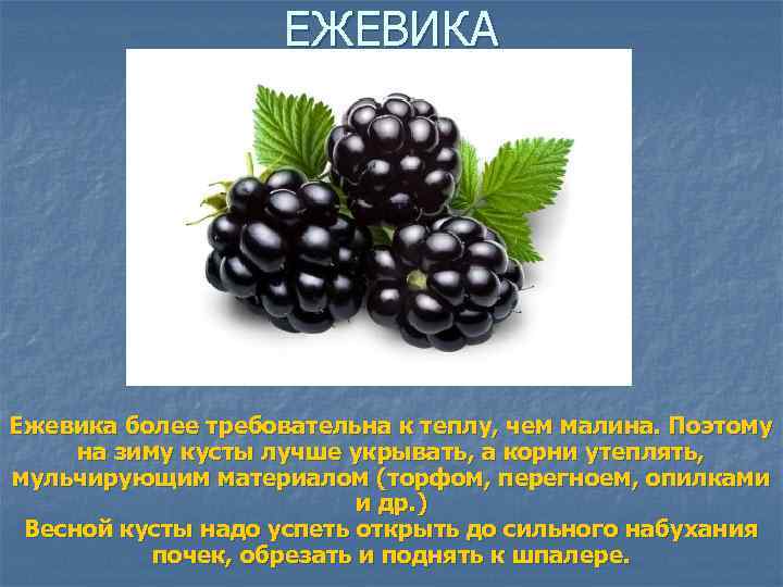 ЕЖЕВИКА Ежевика более требовательна к теплу, чем малина. Поэтому на зиму кусты лучше укрывать,