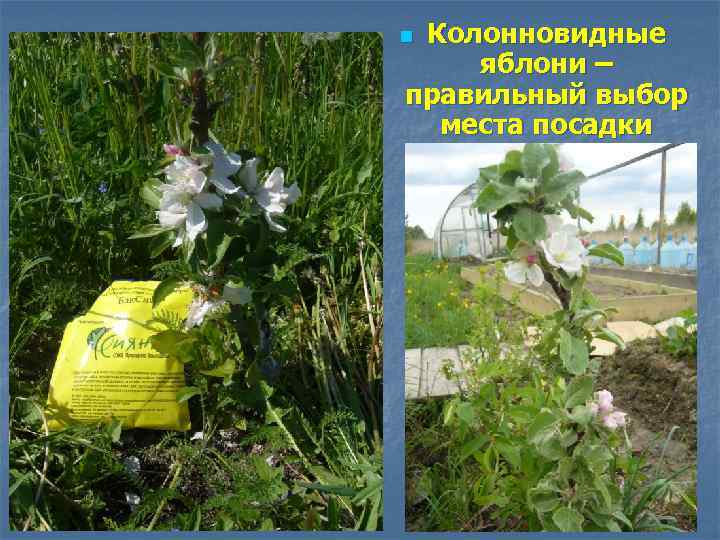 Колонновидные яблони – правильный выбор места посадки n 