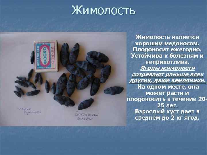 Жимолость является хорошим медоносом. Плодоносит ежегодно. Устойчива к болезням и неприхотлива. Ягоды жимолости созревают