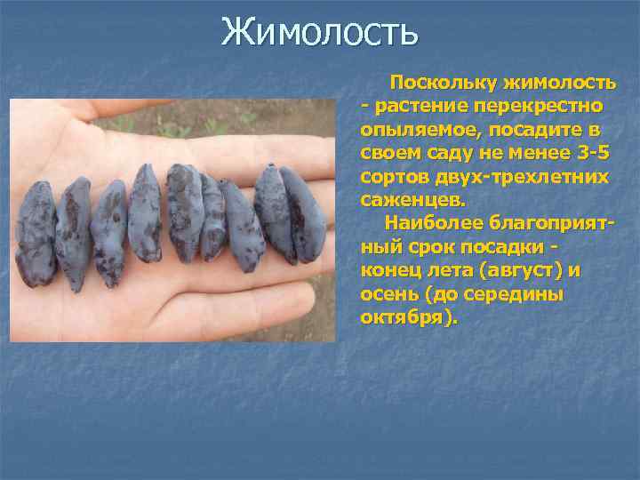 Жимолость Поскольку жимолость - растение перекрестно опыляемое, посадите в своем саду не менее 3