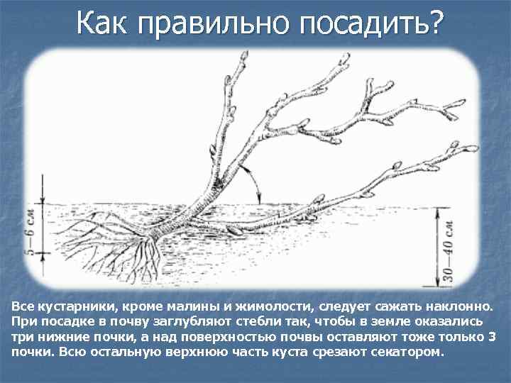 Как правильно посадить? Все кустарники, кроме малины и жимолости, следует сажать наклонно. При посадке