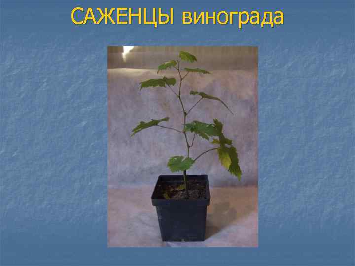 САЖЕНЦЫ винограда 