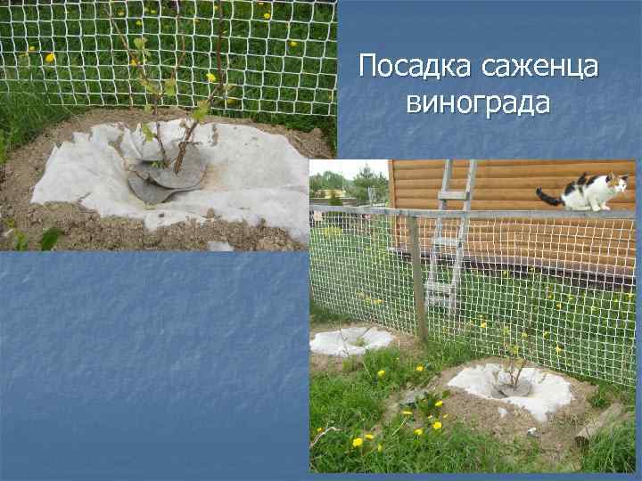 Посадка саженца винограда 