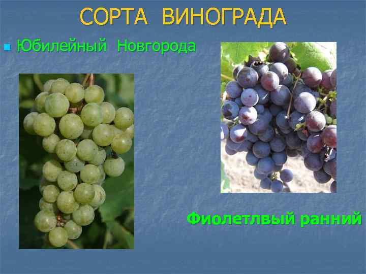 СОРТА ВИНОГРАДА n Юбилейный Новгорода Фиолетлвый ранний 