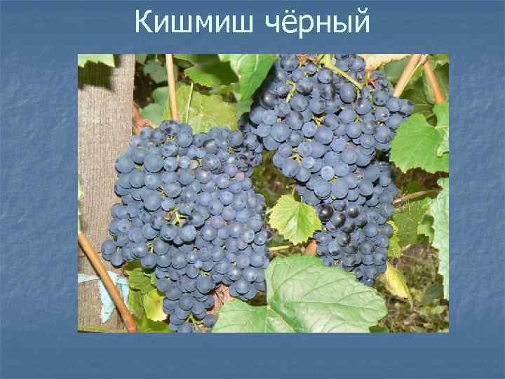 Кишмиш чёрный 