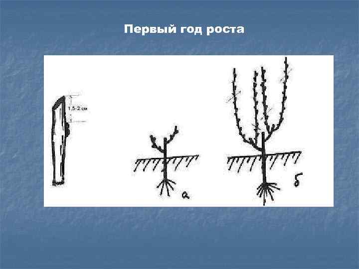 Первый год роста 