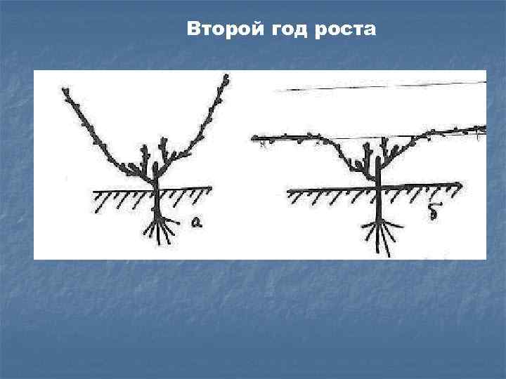 Второй год роста 