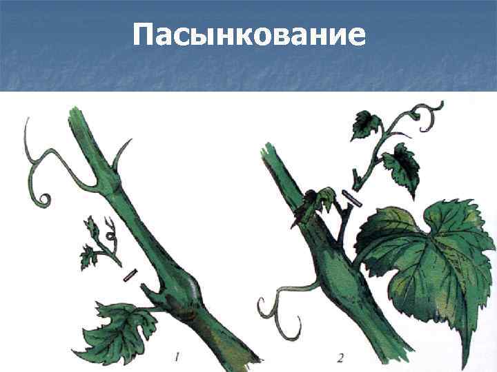 Пасынкование 