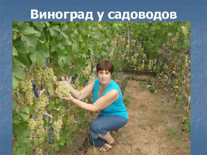 Виноград у садоводов 