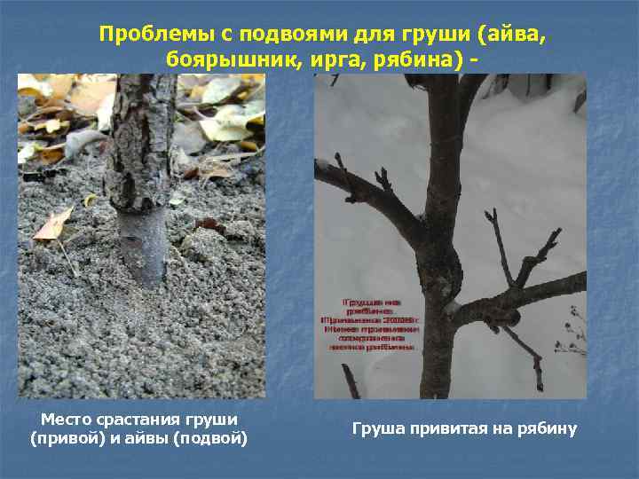 Проблемы с подвоями для груши (айва, боярышник, ирга, рябина) - Место срастания груши (привой)