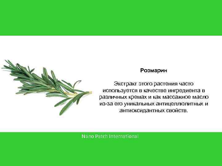 Розмарин Экстракт этого растения часто используется в качестве ингредиента в различных кремах и как