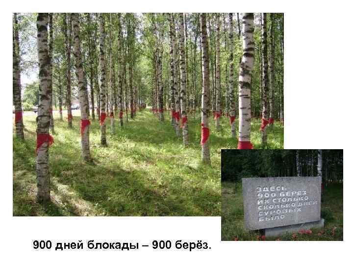 900 дней блокады – 900 берёз. 