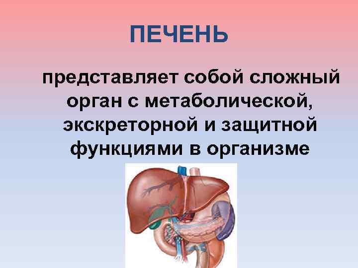 ПЕЧЕНЬ представляет собой сложный орган с метаболической, экскреторной и защитной функциями в организме 