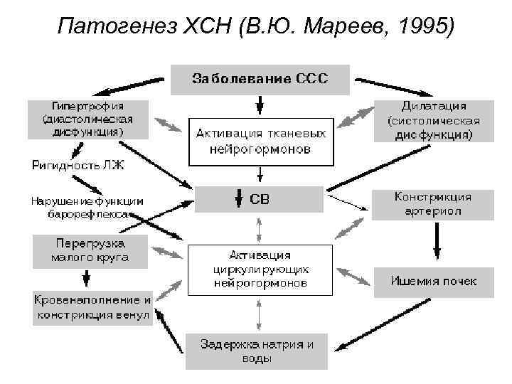 Патогенез ХСН (В. Ю. Мареев, 1995) 