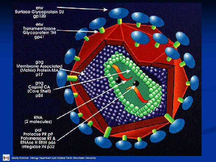 Valeriy Polischuk Virology Department Kyiv National Taras Shevchenko University 