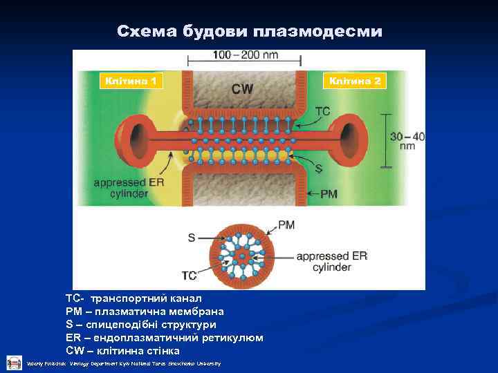 Схема будови плазмодесми Клітина 1 TC- транспортний канал PM – плазматична мембрана S –