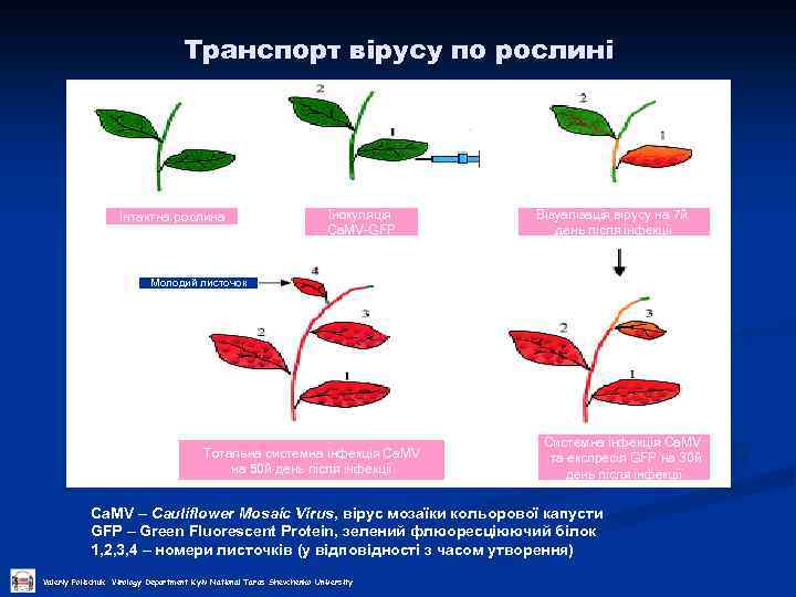 Транспорт вірусу по рослині Інтактна рослина Інокуляція Ca. MV-GFP Візуалізація вірусу на 7 й