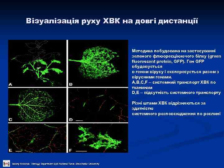 Візуалізація руху ХВК на довгі дистанції Методика побудована на застосуванні зеленого флюоресціюючого білку (green