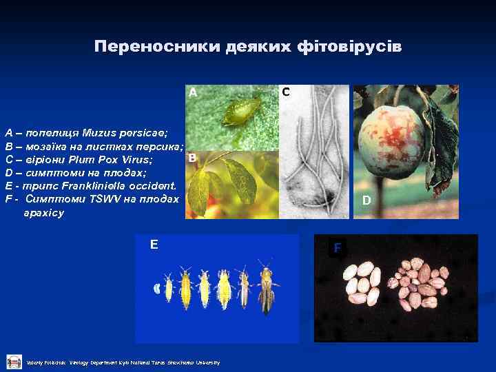 Переносники деяких фітовірусів А – попелиця Muzus persicae; В – мозаїка на листках персика;