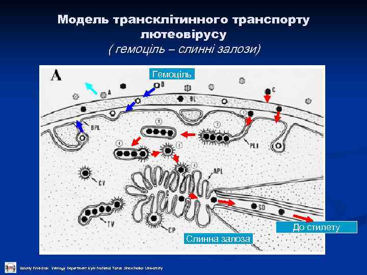 Модель трансклітинного транспорту лютеовірусу ( гемоціль – слинні залози) Гемоціль До стилету Слинна залоза