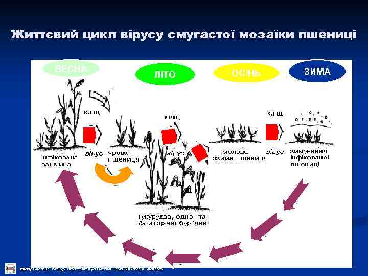 Життєвий цикл вірусу смугастої мозаїки пшениці ВЕСНА ЛІТО Valeriy Polischuk Virology Department Kyiv National