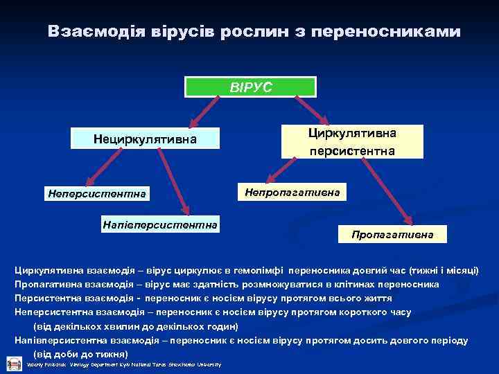 Взаємодія вірусів рослин з переносниками ВІРУС Нециркулятивна Неперсистентна Напівперсистентна Циркулятивна персистентна Непропагативна Пропагативна Циркулятивна