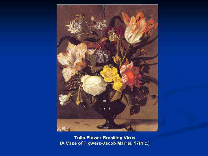 Tulip Flower Breaking Virus (A Vase of Flowers-Jacob Marrel, 17 th c. ) 