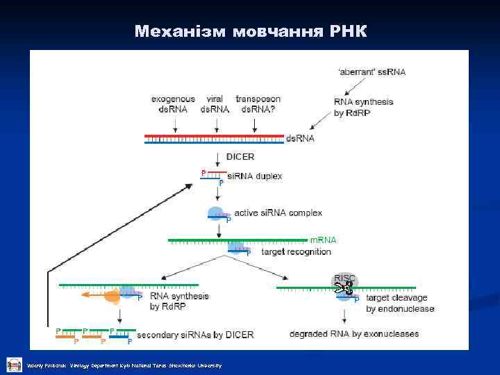 Механізм мовчання РНК Valeriy Polischuk Virology Department Kyiv National Taras Shevchenko University 