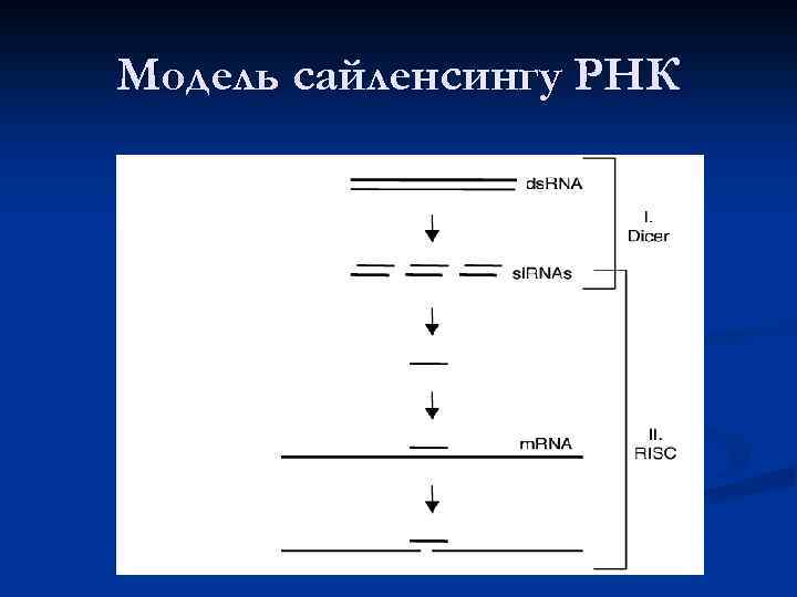 Модель сайленсингу РНК 