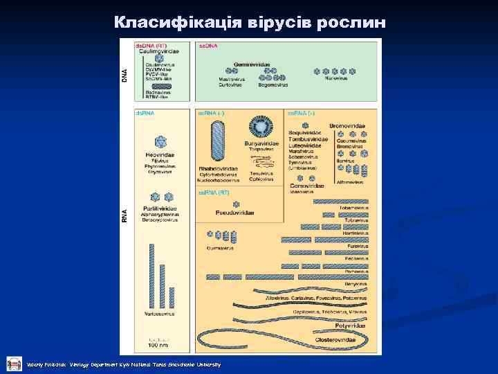 Класифікація вірусів рослин Valeriy Polischuk Virology Department Kyiv National Taras Shevchenko University 