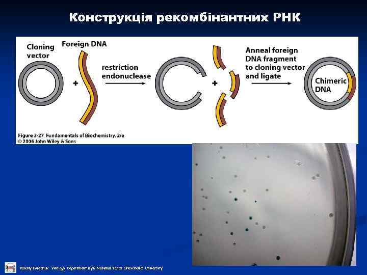 Конструкція рекомбінантних РНК Valeriy Polischuk Virology Department Kyiv National Taras Shevchenko University 