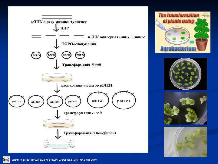 Valeriy Polischuk Virology Department Kyiv National Taras Shevchenko University 