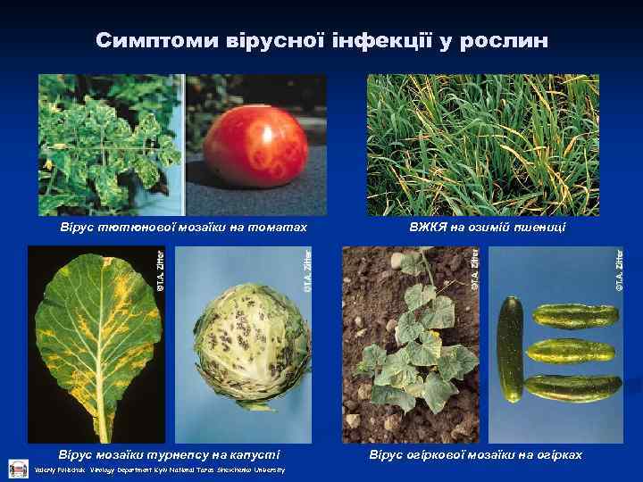 Симптоми вірусної інфекції у рослин Вірус тютюнової мозаїки на томатах Вірус мозаїки турнепсу на